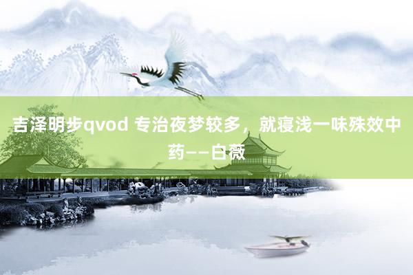 吉泽明步qvod 专治夜梦较多，就寝浅一味殊效中药——白薇