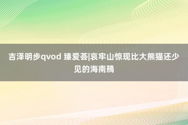 吉泽明步qvod 臻爱荟|哀牢山惊现比大熊猫还少见的海南鳽